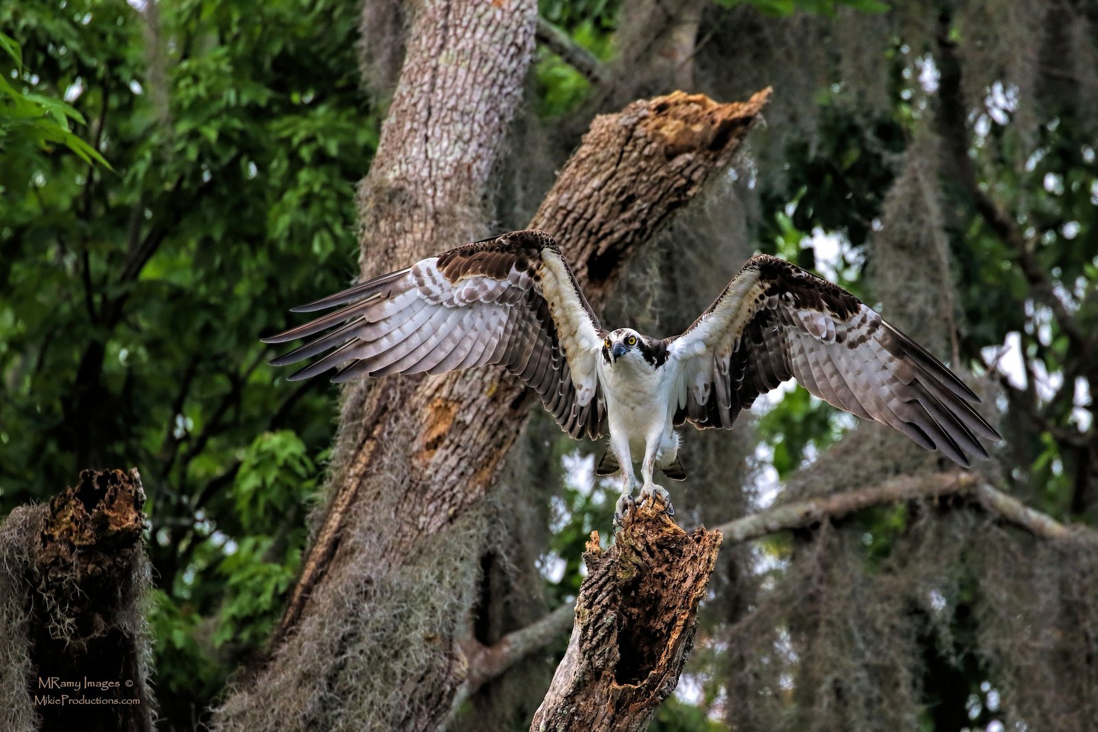 Wing Span