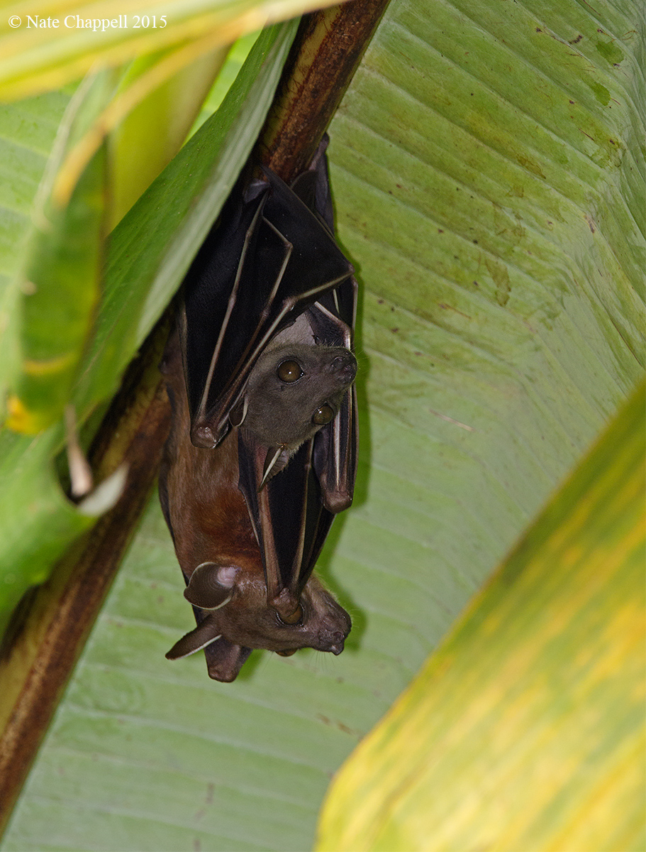 Short-faced Fruit Bats