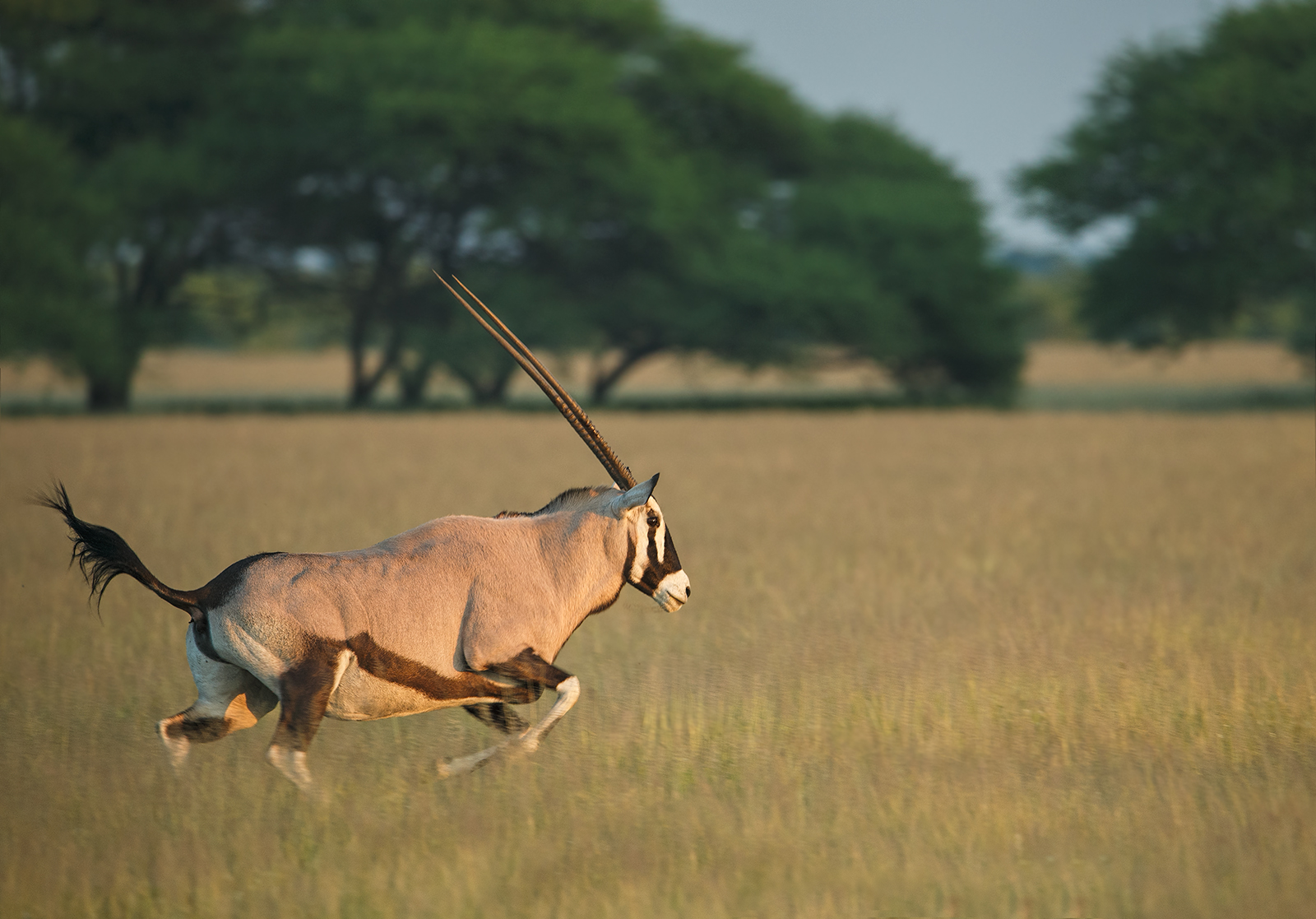 Oryx