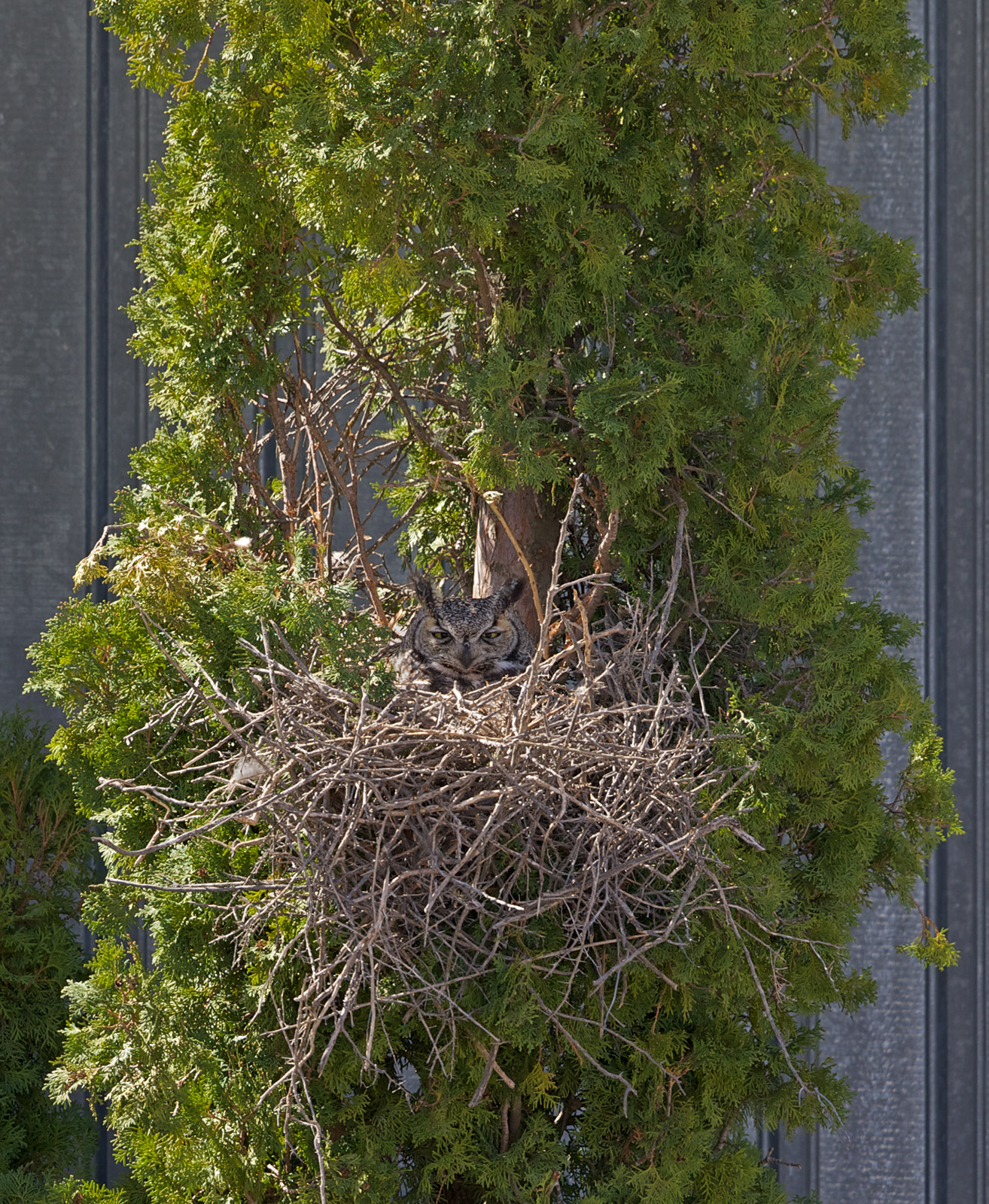Secret Nest