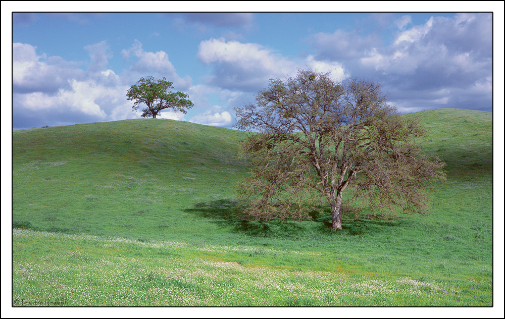 Foothills-Two Oaks + rp