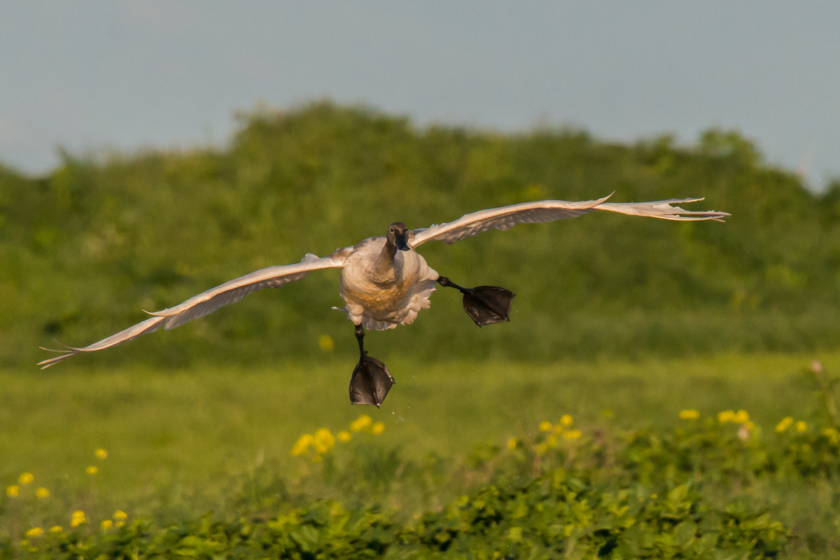 Tundra Swan 2 & RP