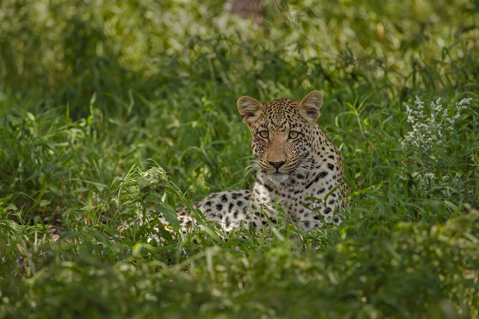 Kalahari Leopard