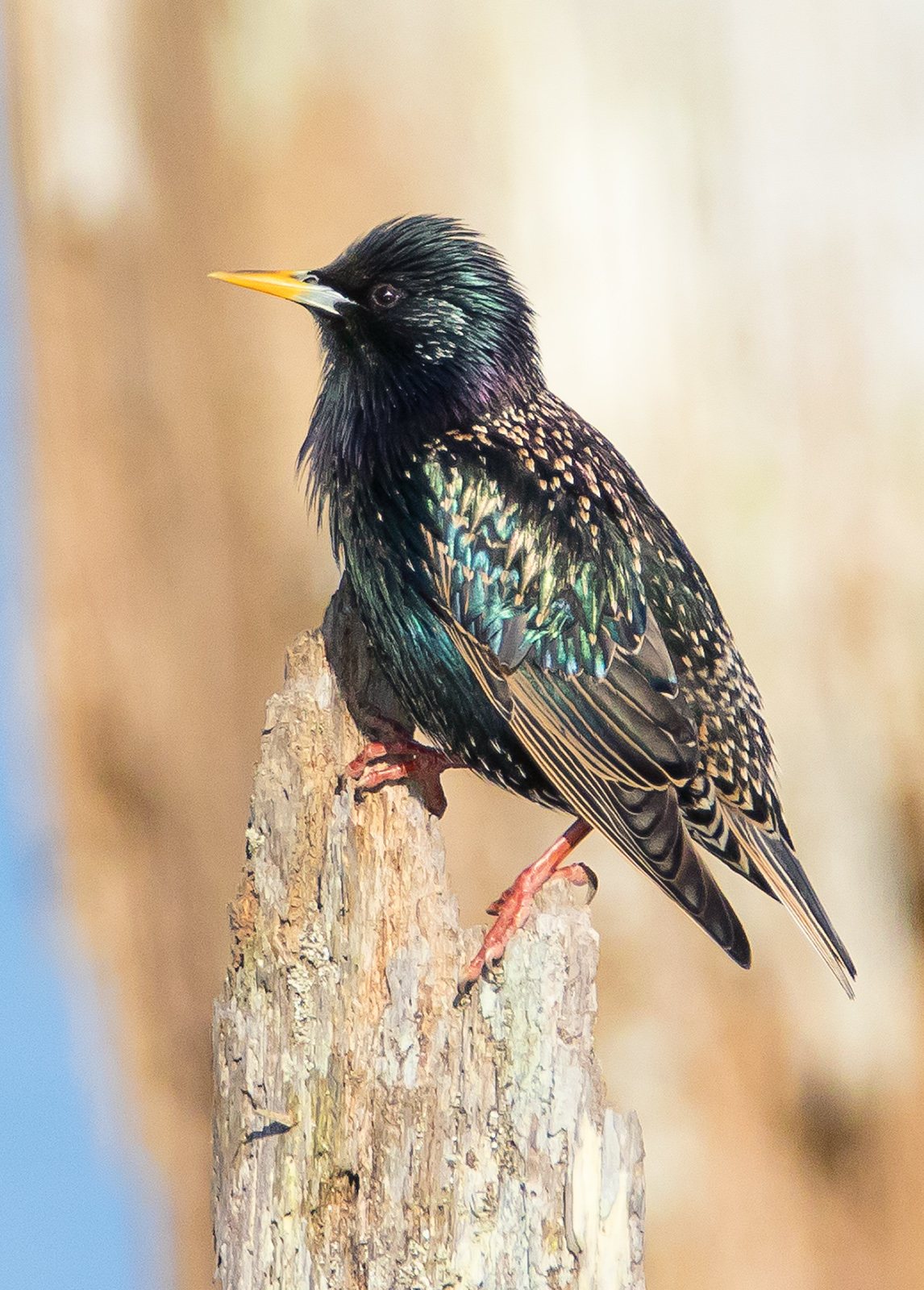 European Starling and Repost