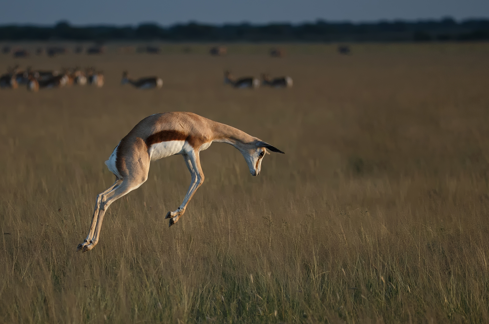 Pronking Springbok
