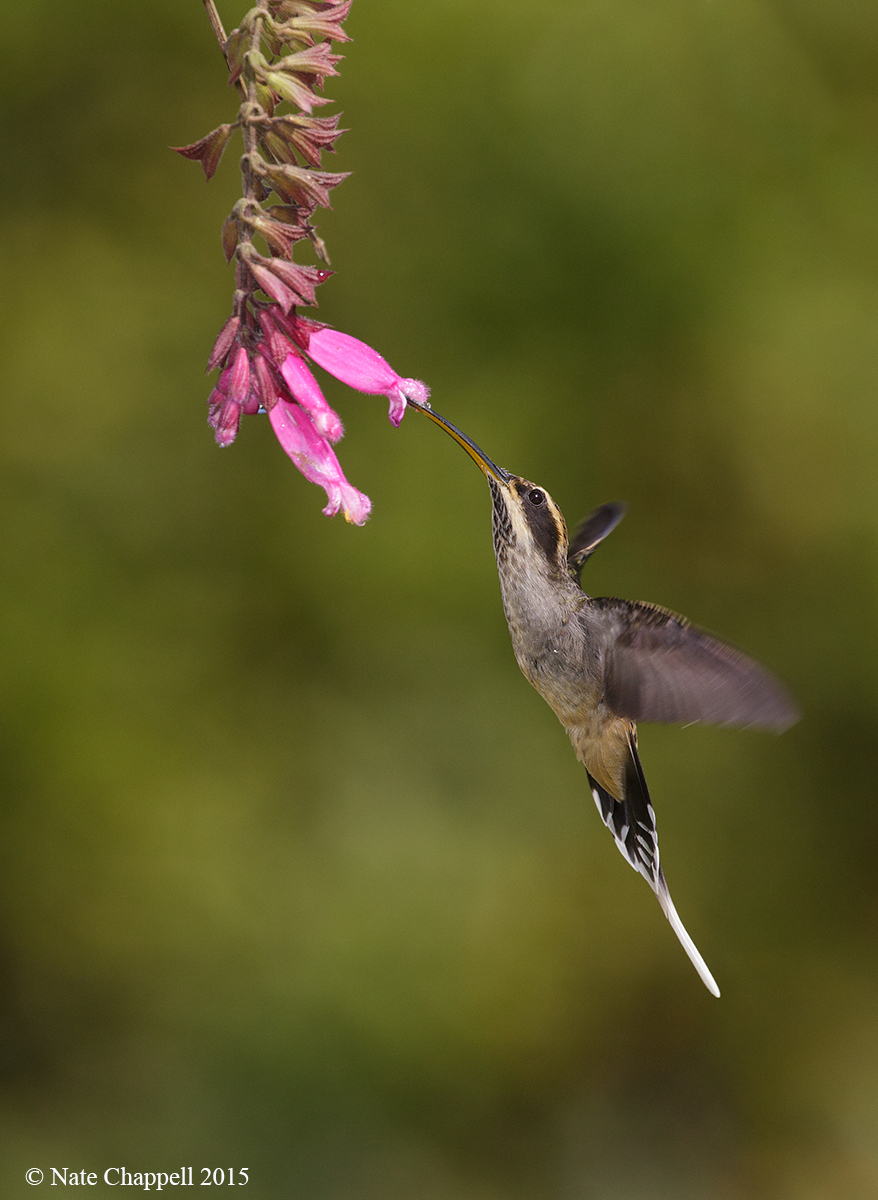 Scale-throated Hermit