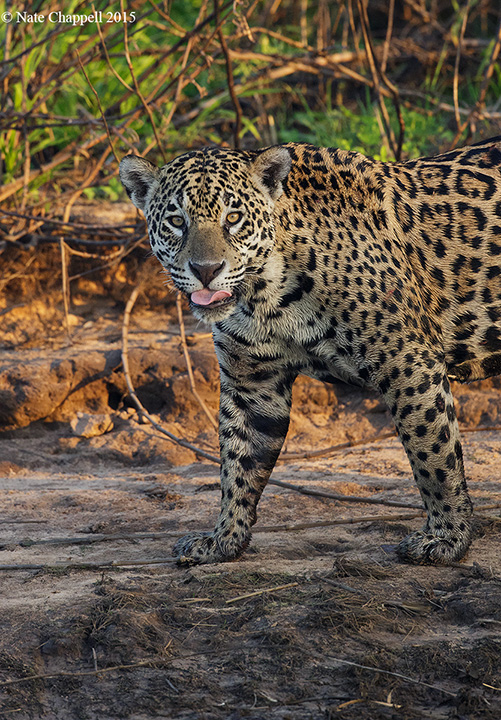 Jaguar Portrait
