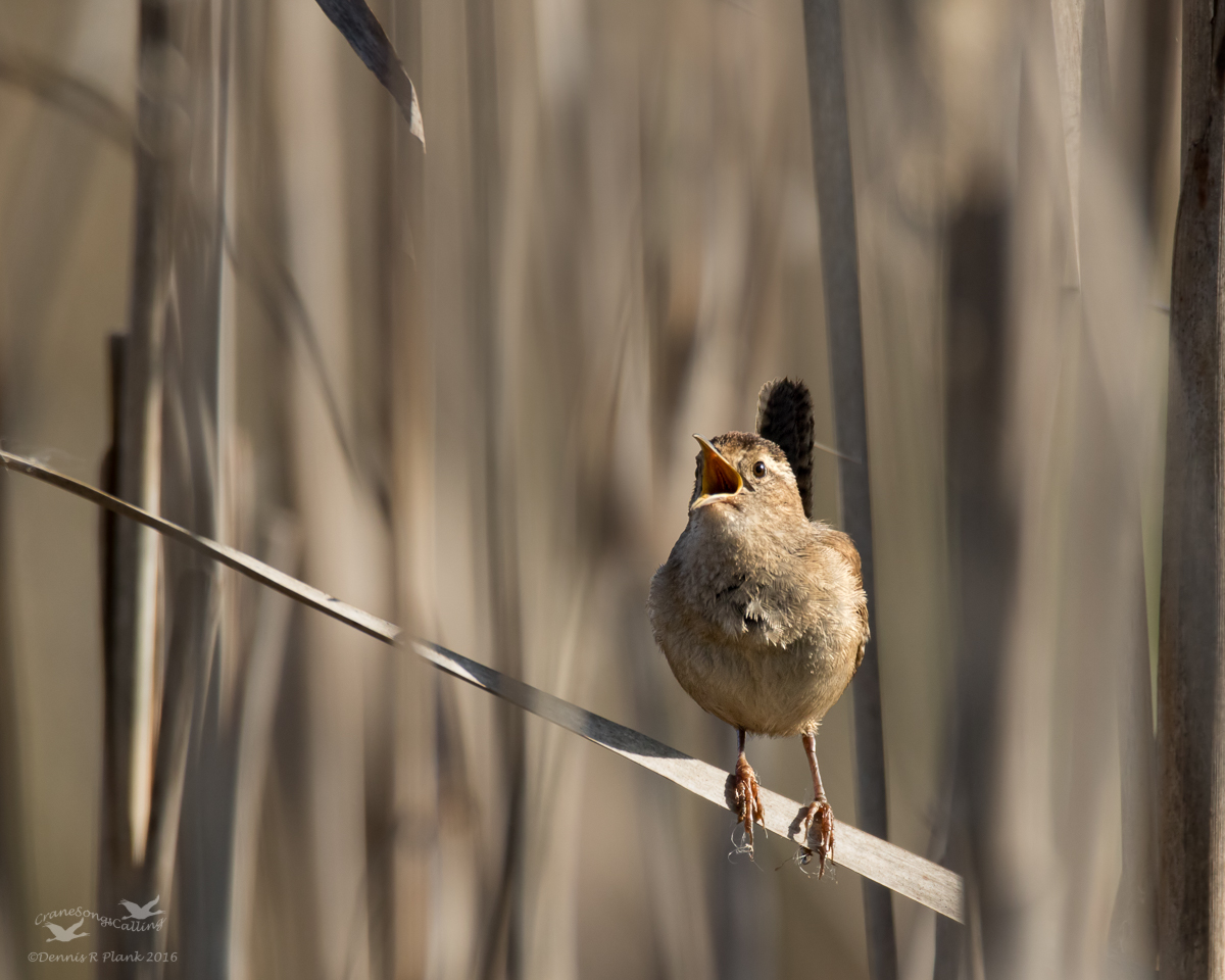 Marsh Wren