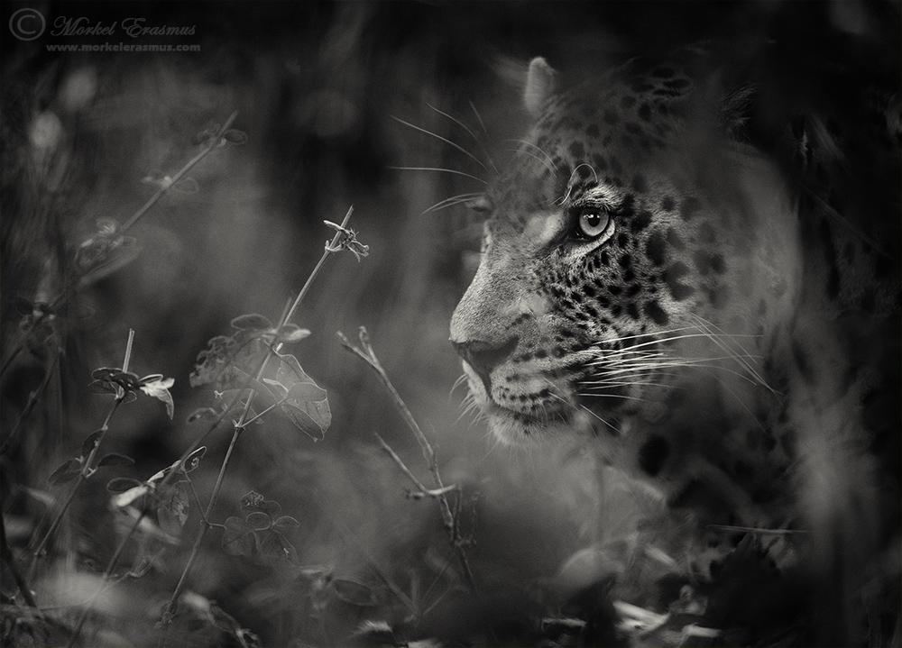 From the Shadows
