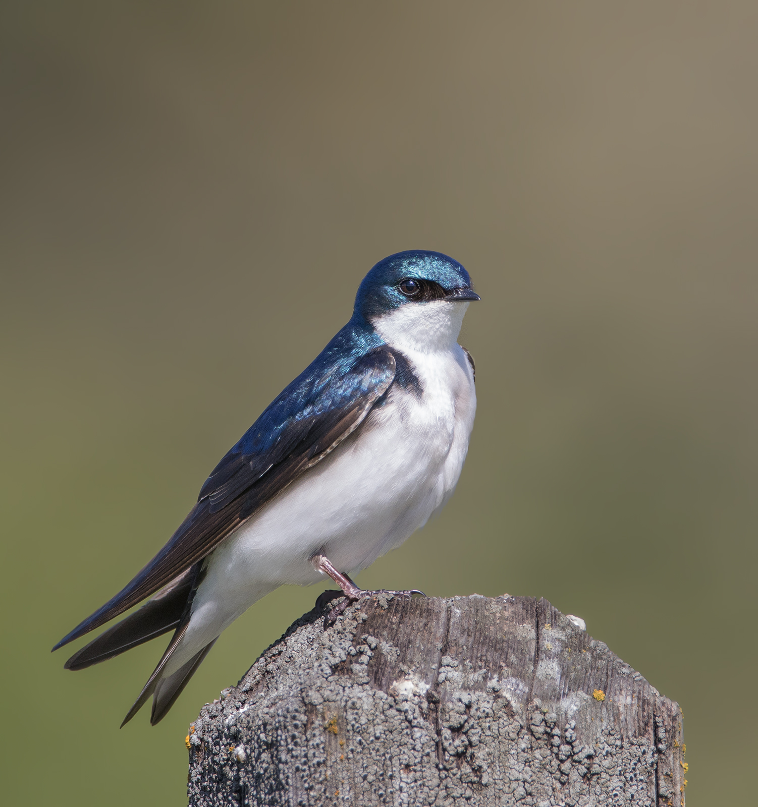 Tree Swallow