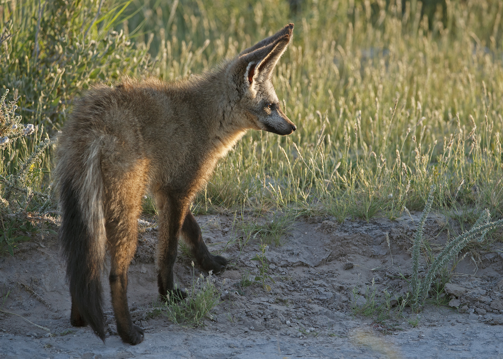 Young Bat Eared Fox