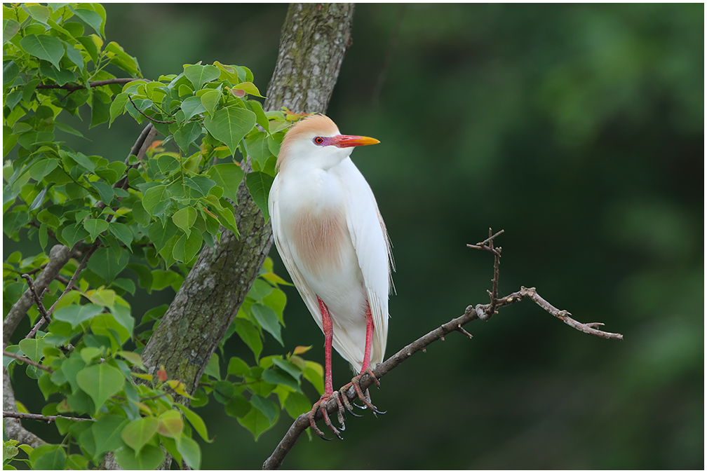 Breeding Cattle Egret