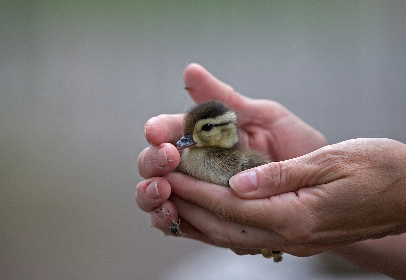 Duckling Rescue