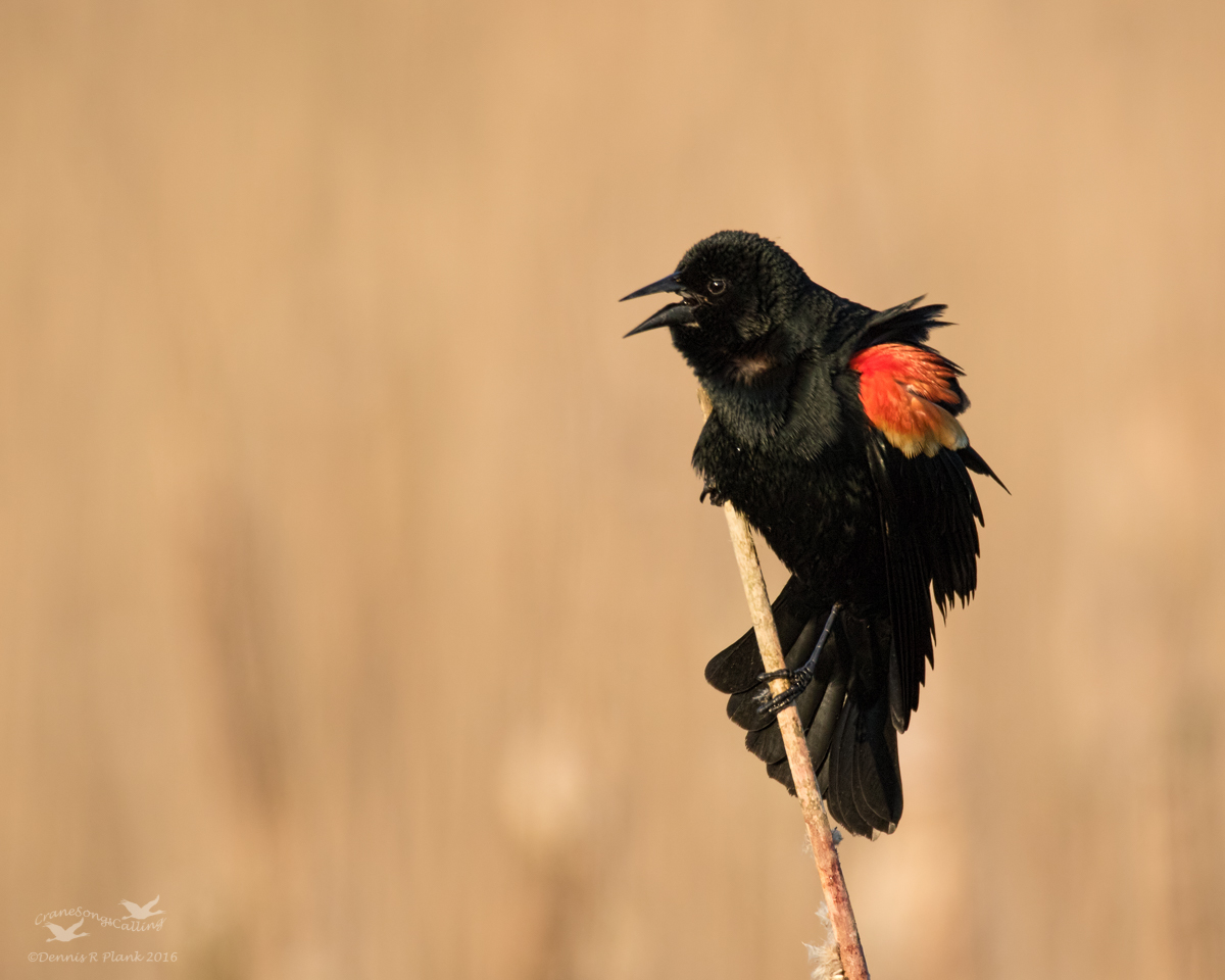 Red-winged Blackbird