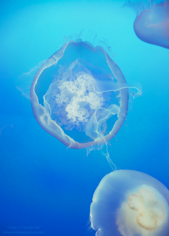 Blue-green Jelly