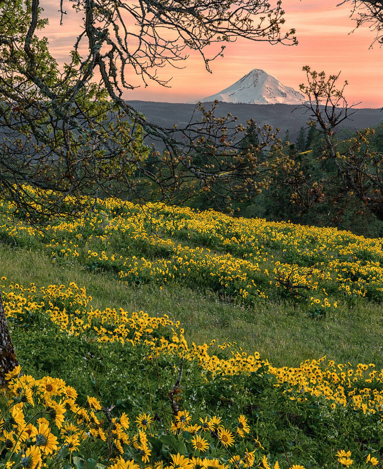 Mt Hood from Memaloose