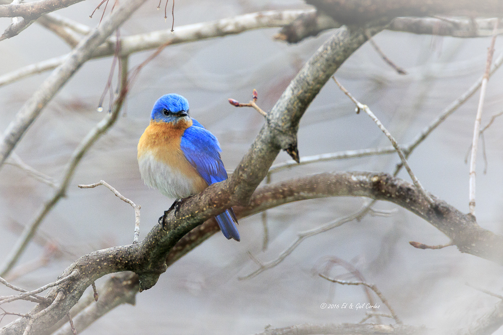 Dreamy Bluebird