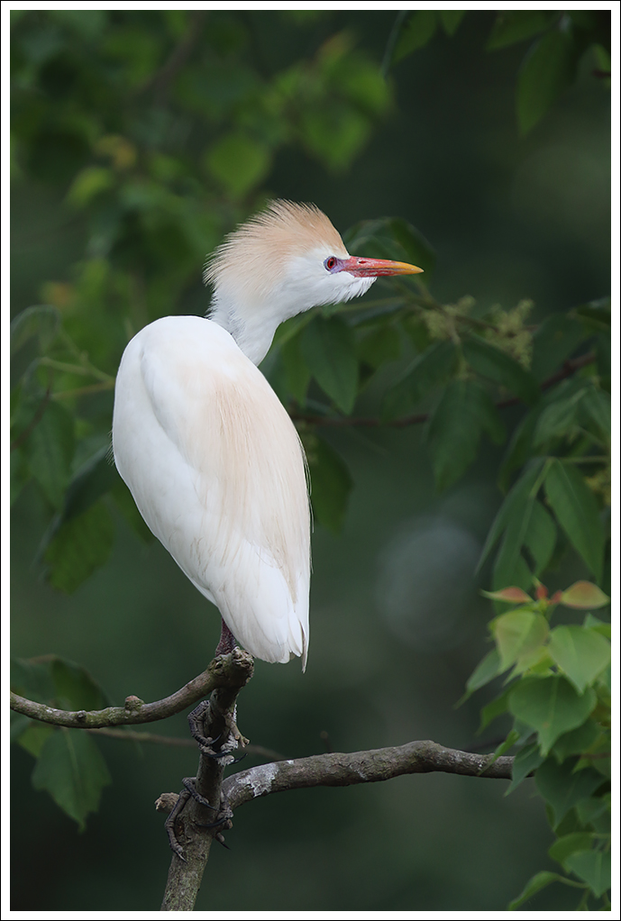 Another Cattle Egret