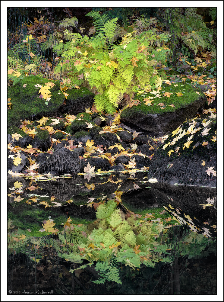 Merced River Fern +rp