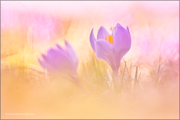 Springlight Crocus