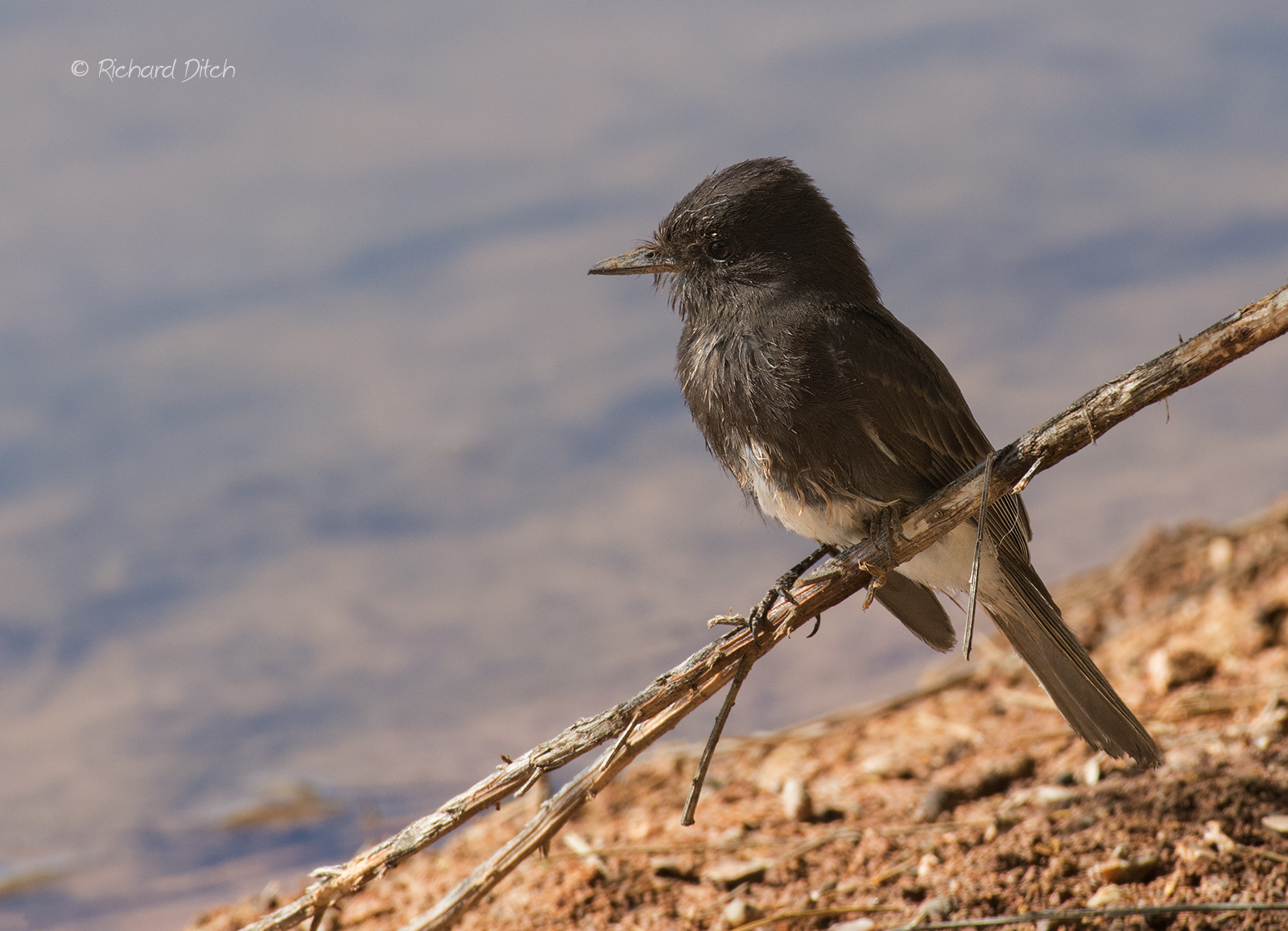 Black Phoebe