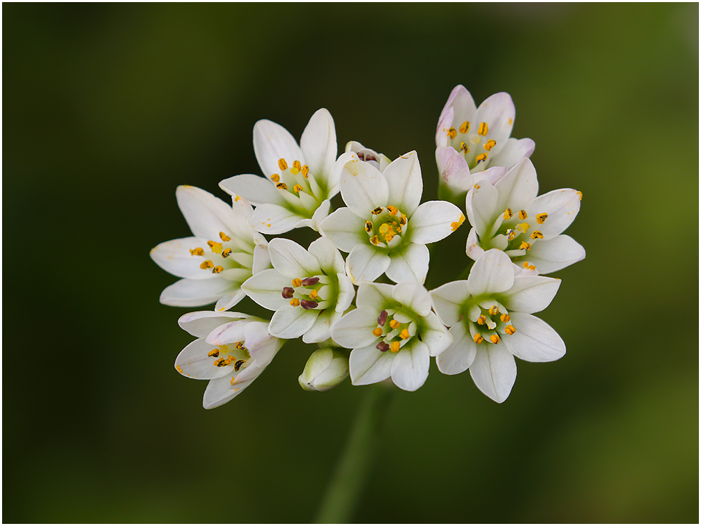 Wild Onions ?