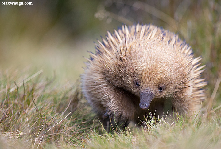 Short-Beaked Echidna