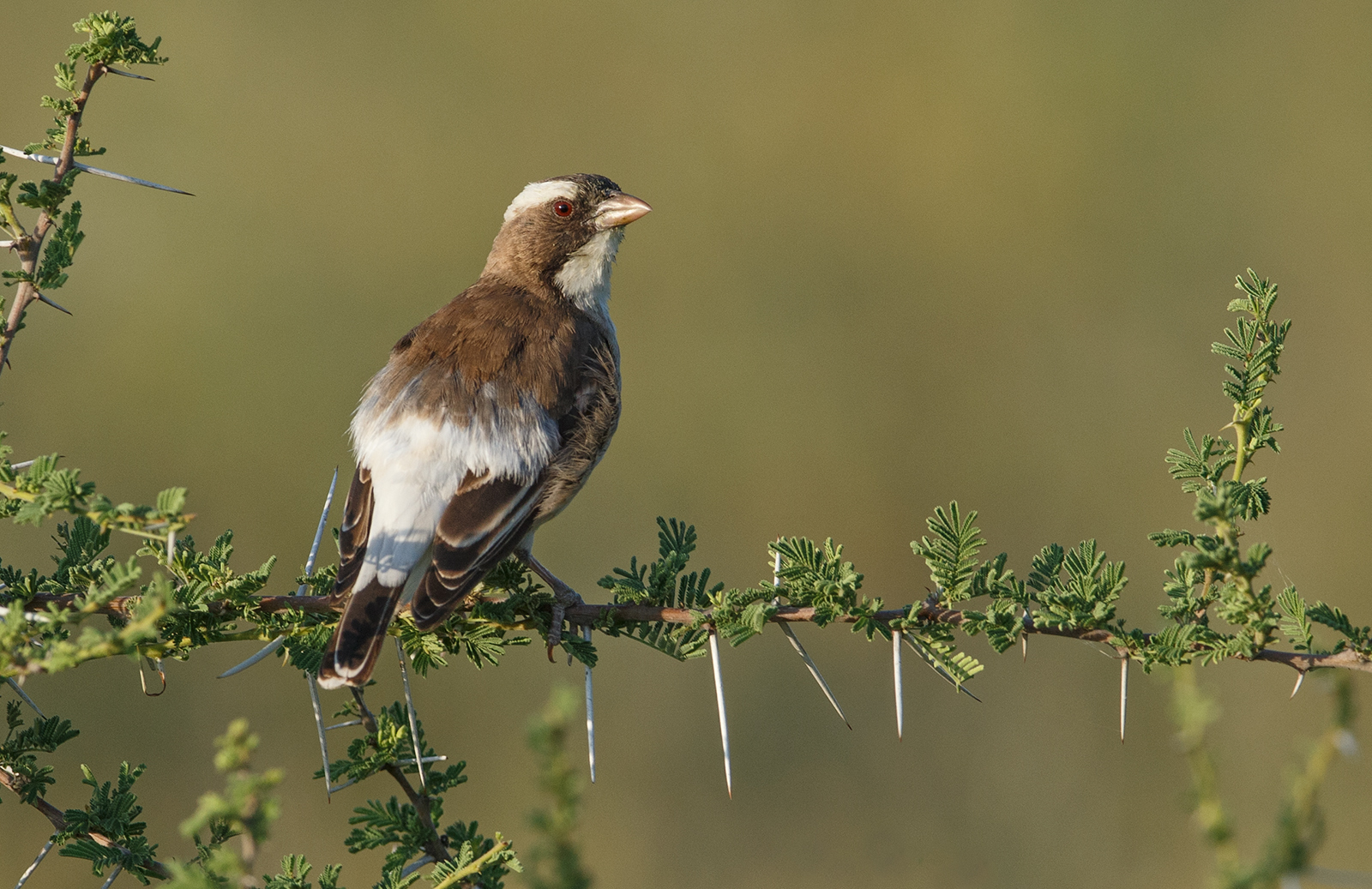 White Browed Sparrow Wea