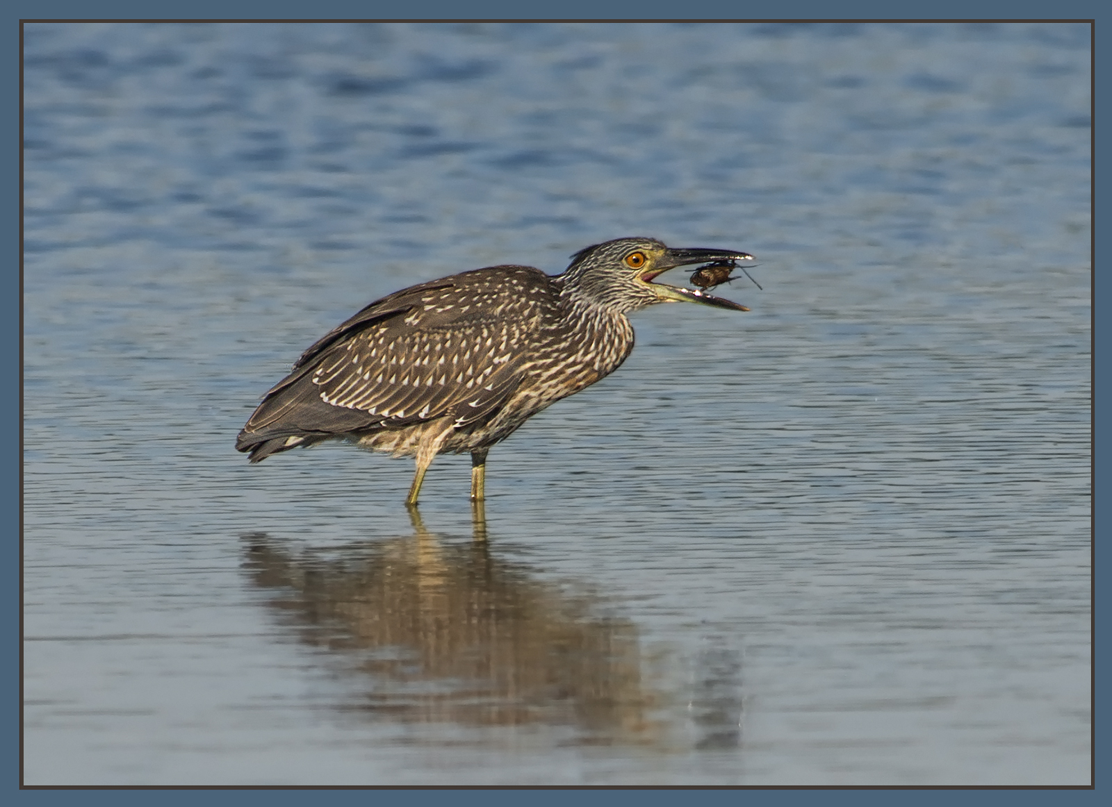 Juvie Night Heron