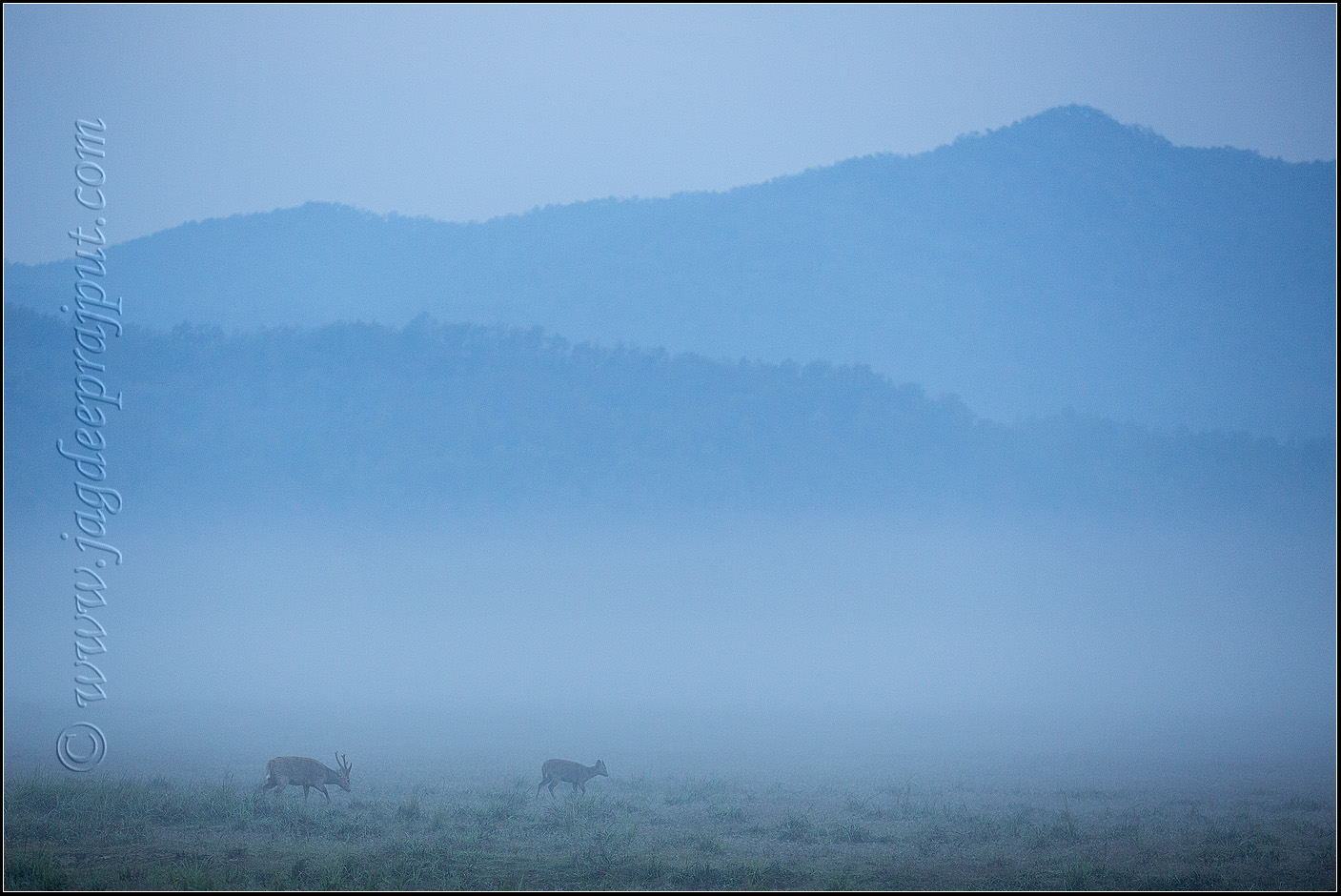 Hog Deers