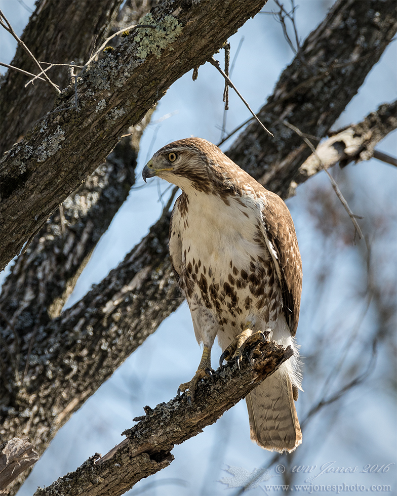 Red-tailed (almost) Hawk