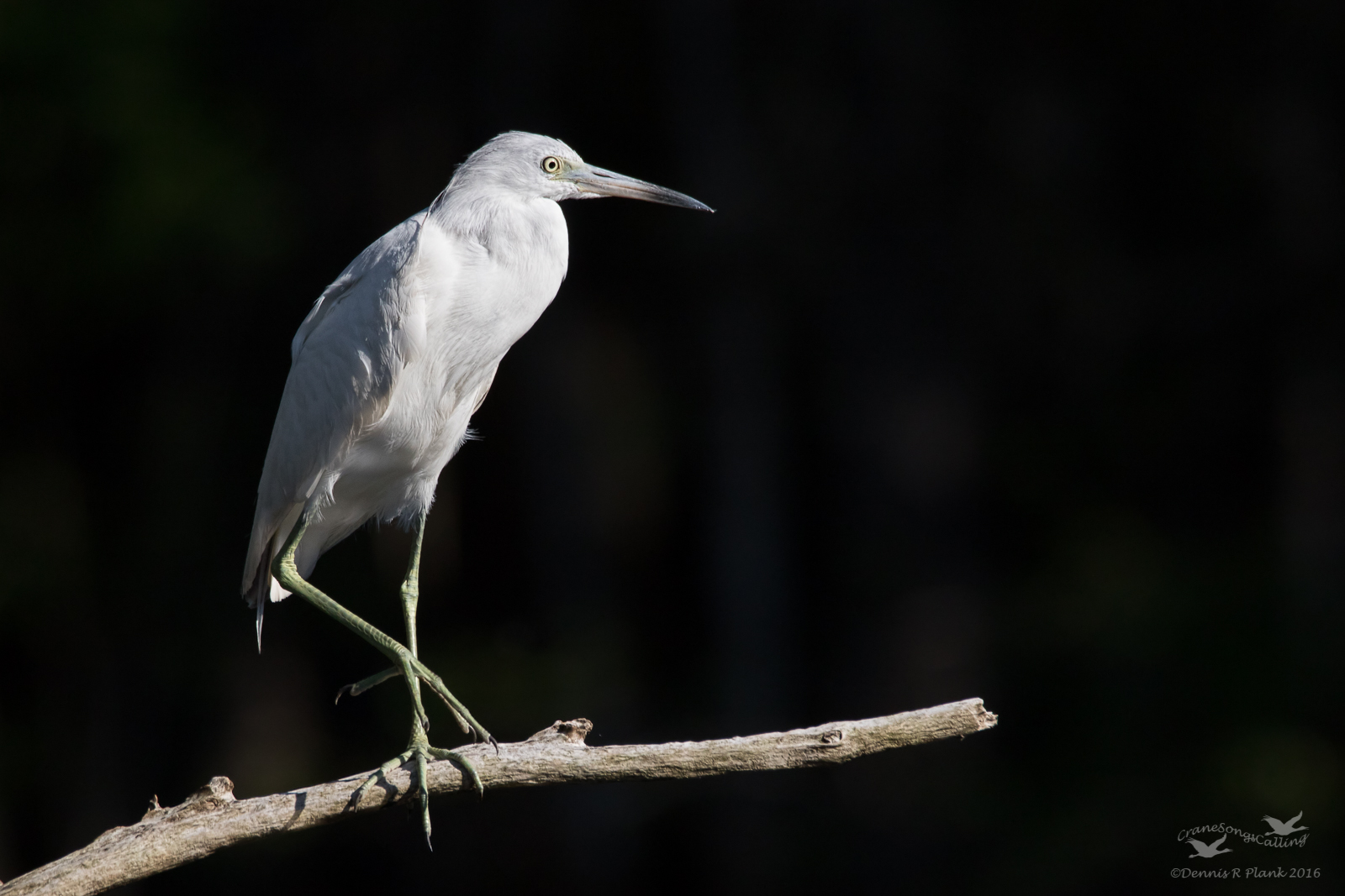 L.B. Heron & Repost