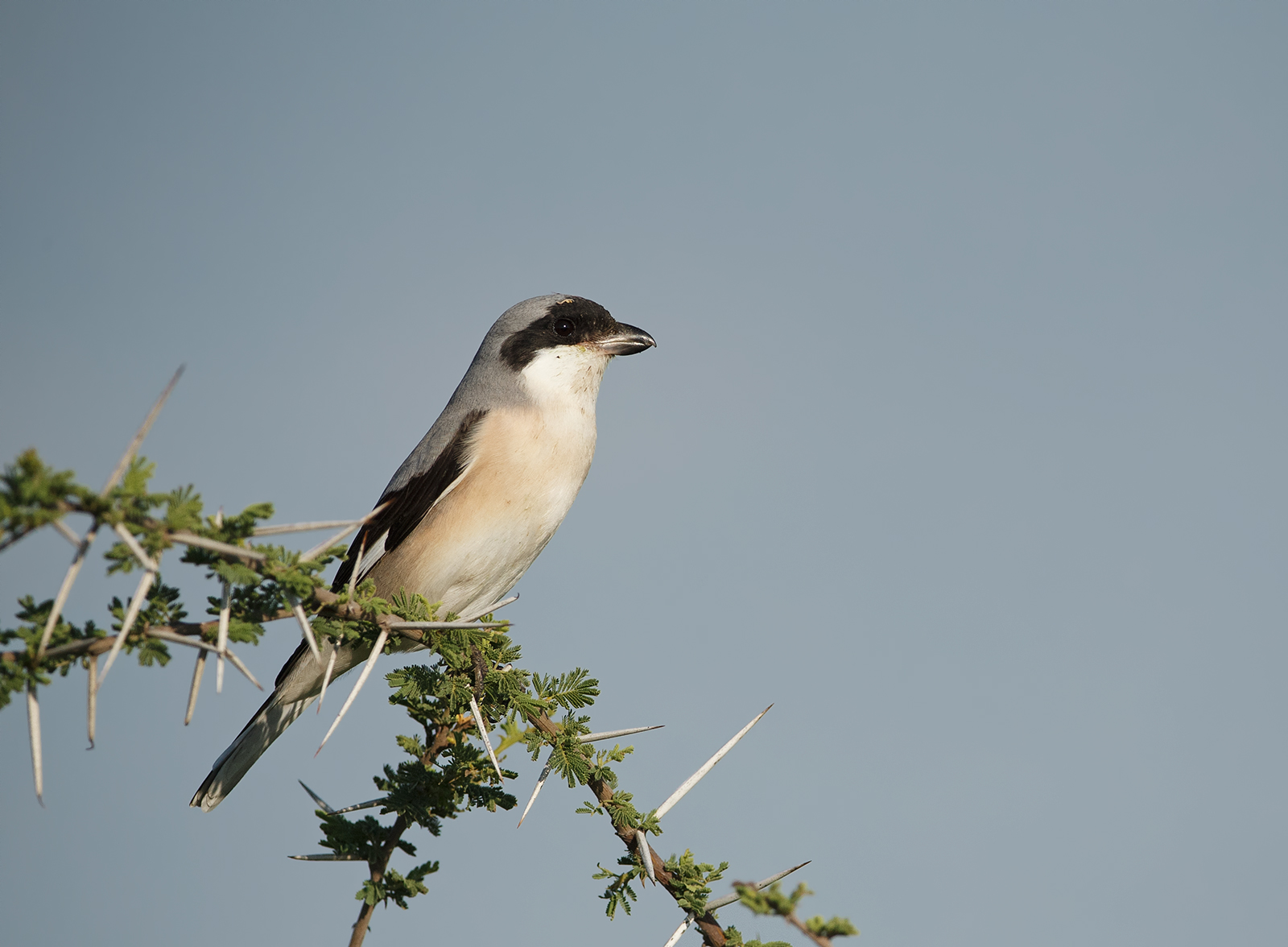 Lesser Grey Shrike