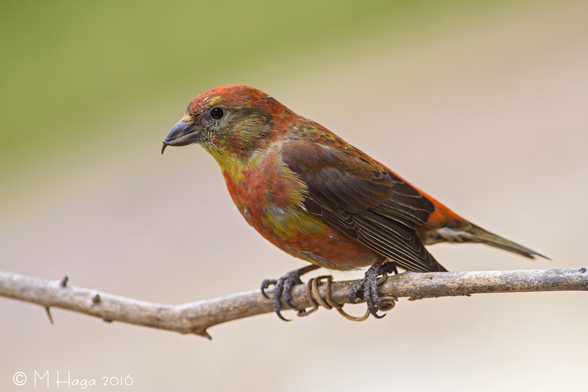 Red Crossbill