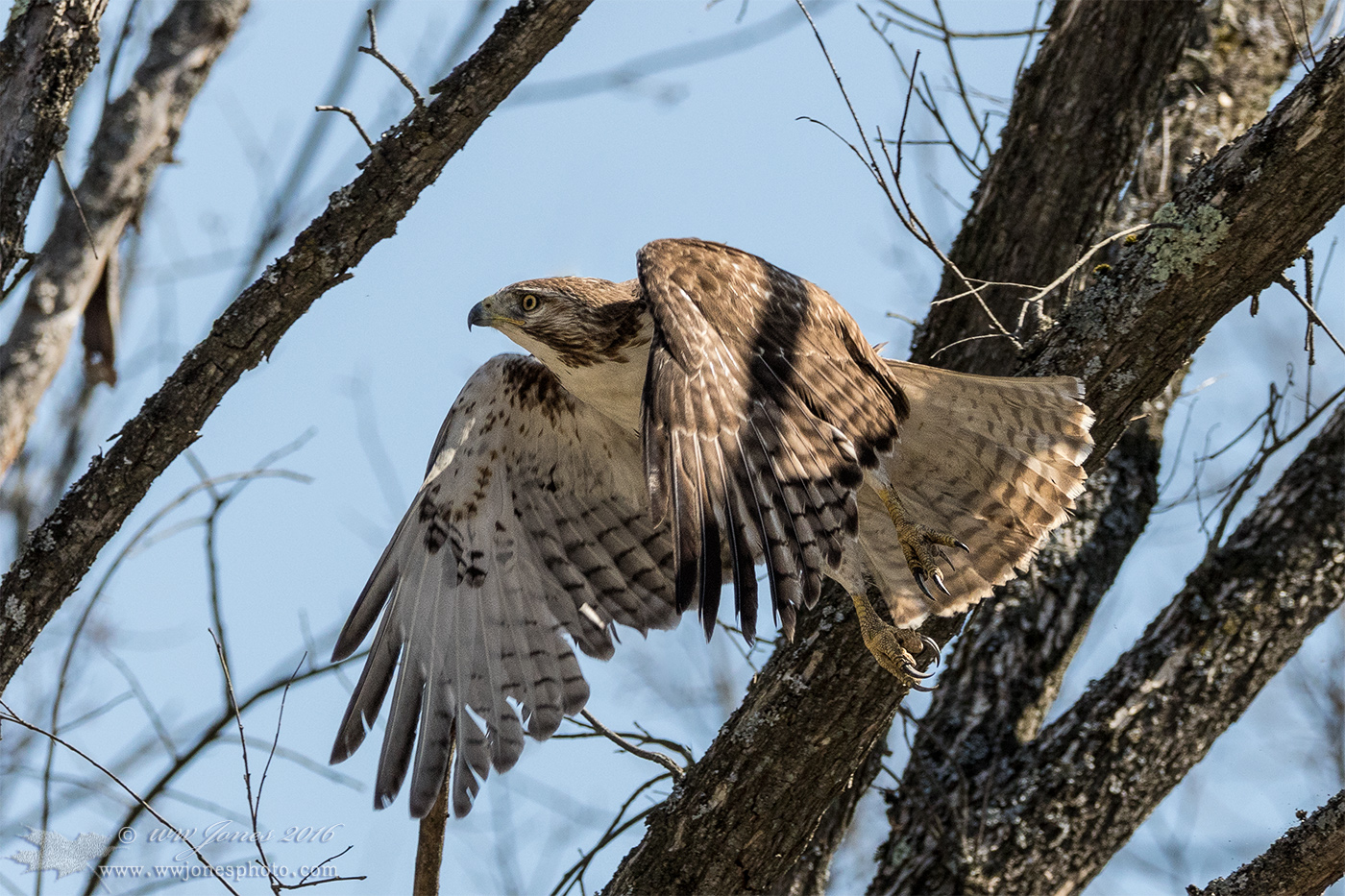 Red-tail Juvi Take-off