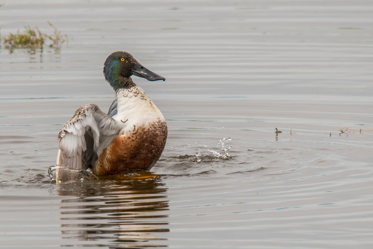 Exuberant Shoveler & RP