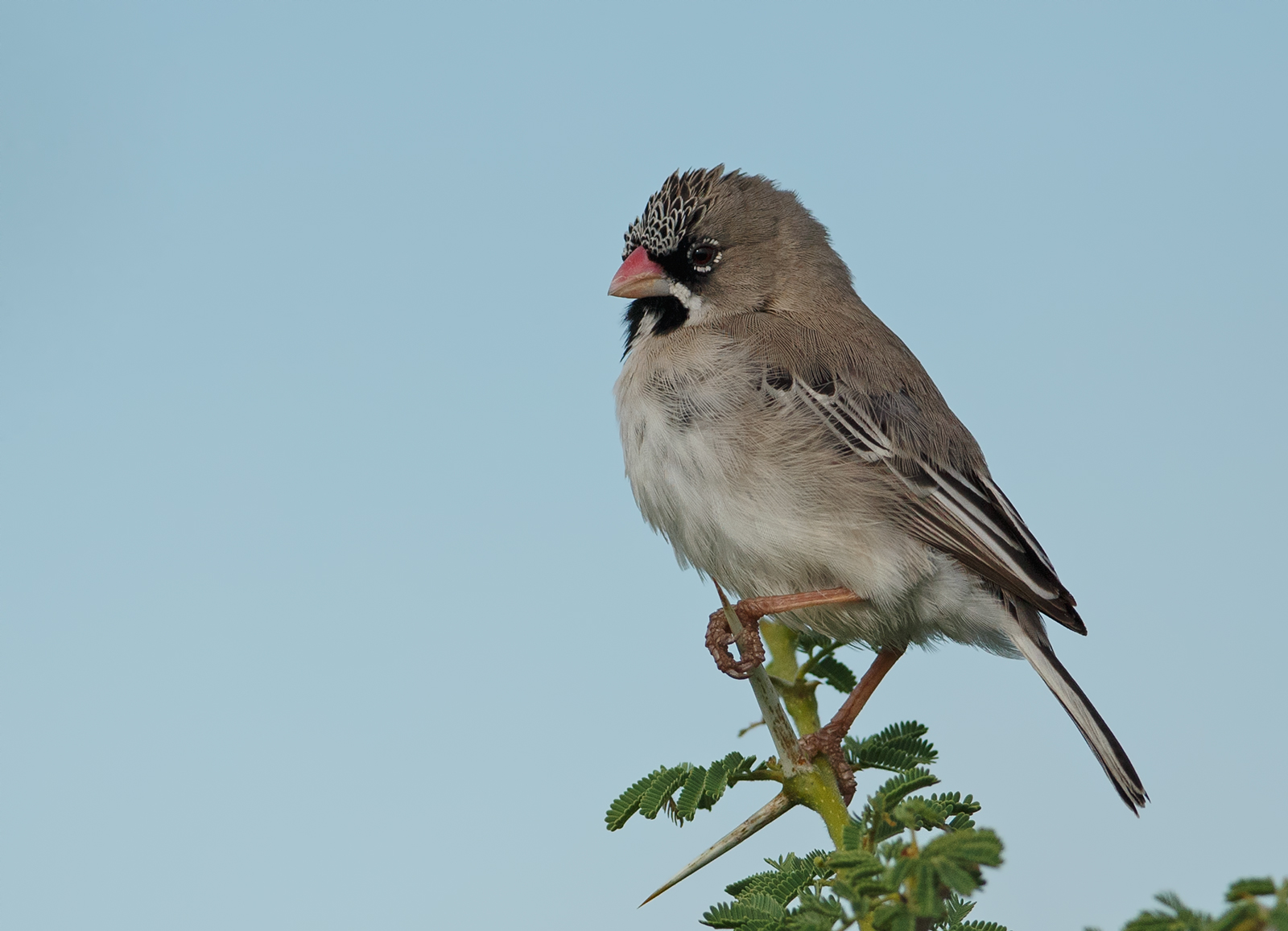 Scaly Feathered Finch