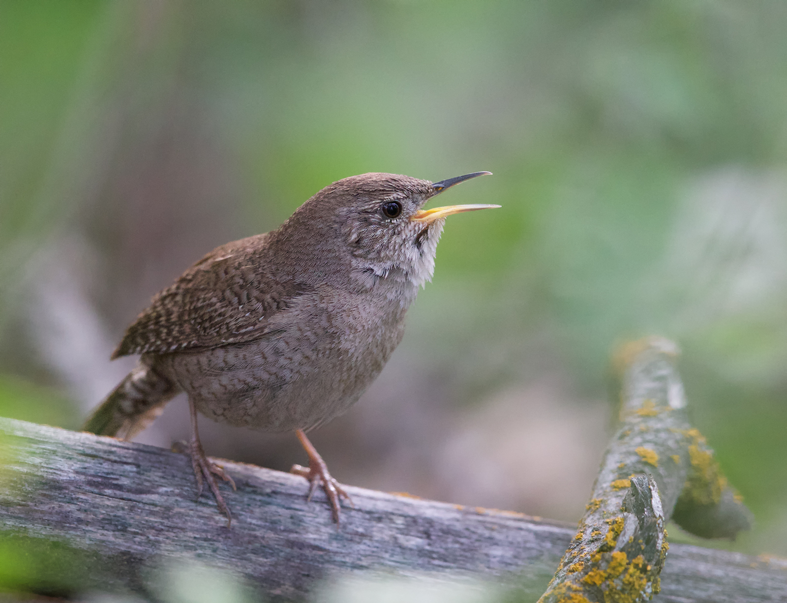 House Wren