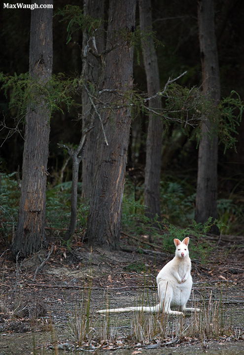White Wallaby
