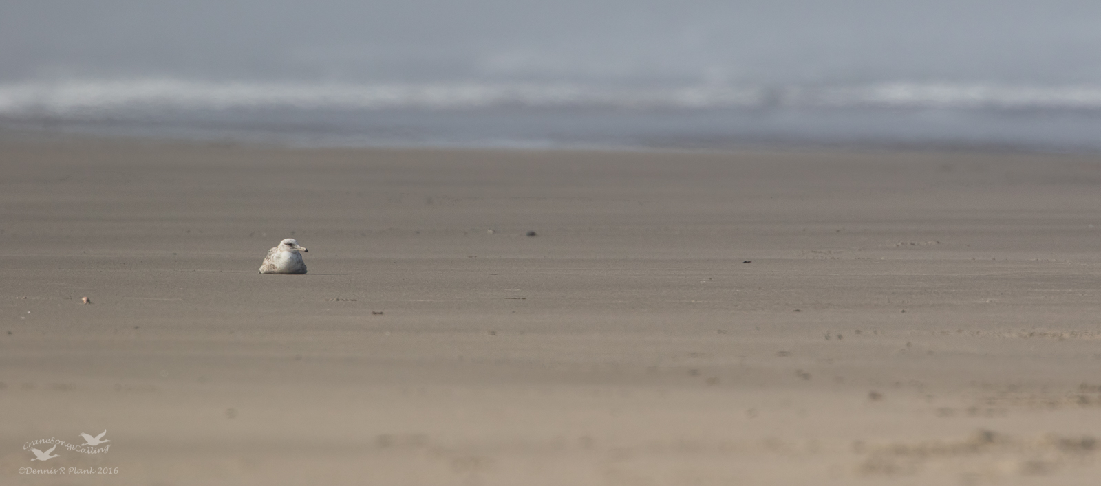 Beach with Gull