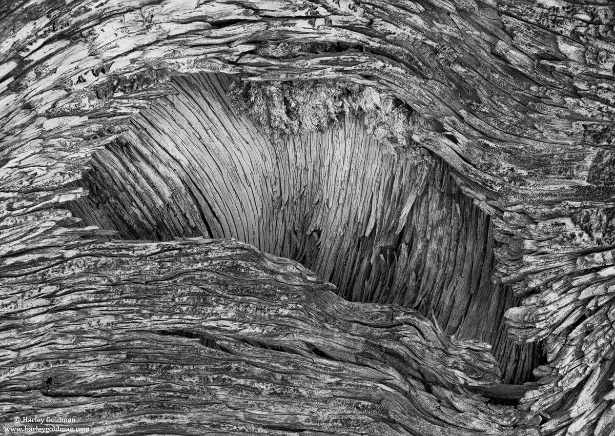 Juniper Bark