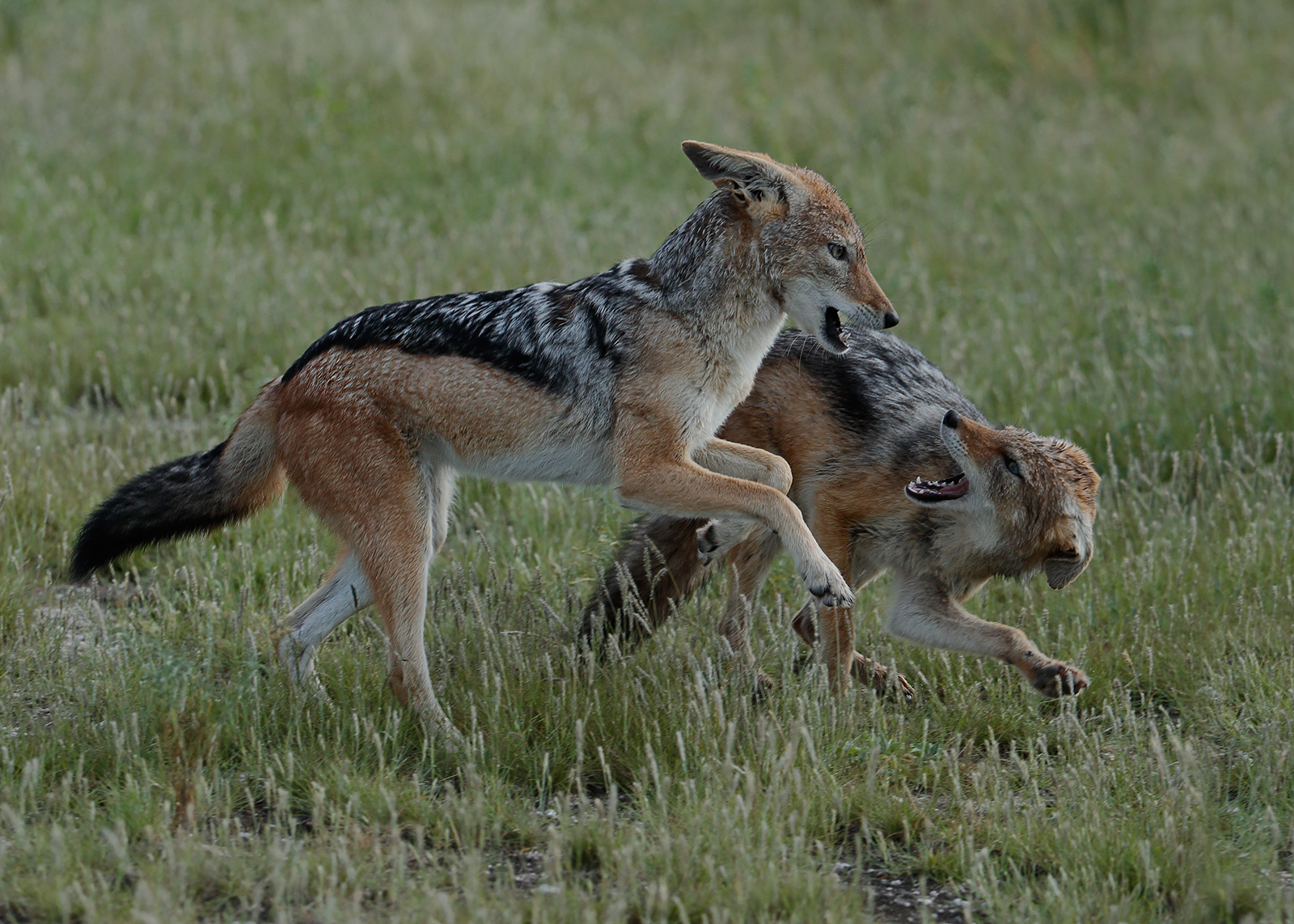 Playful Jackals