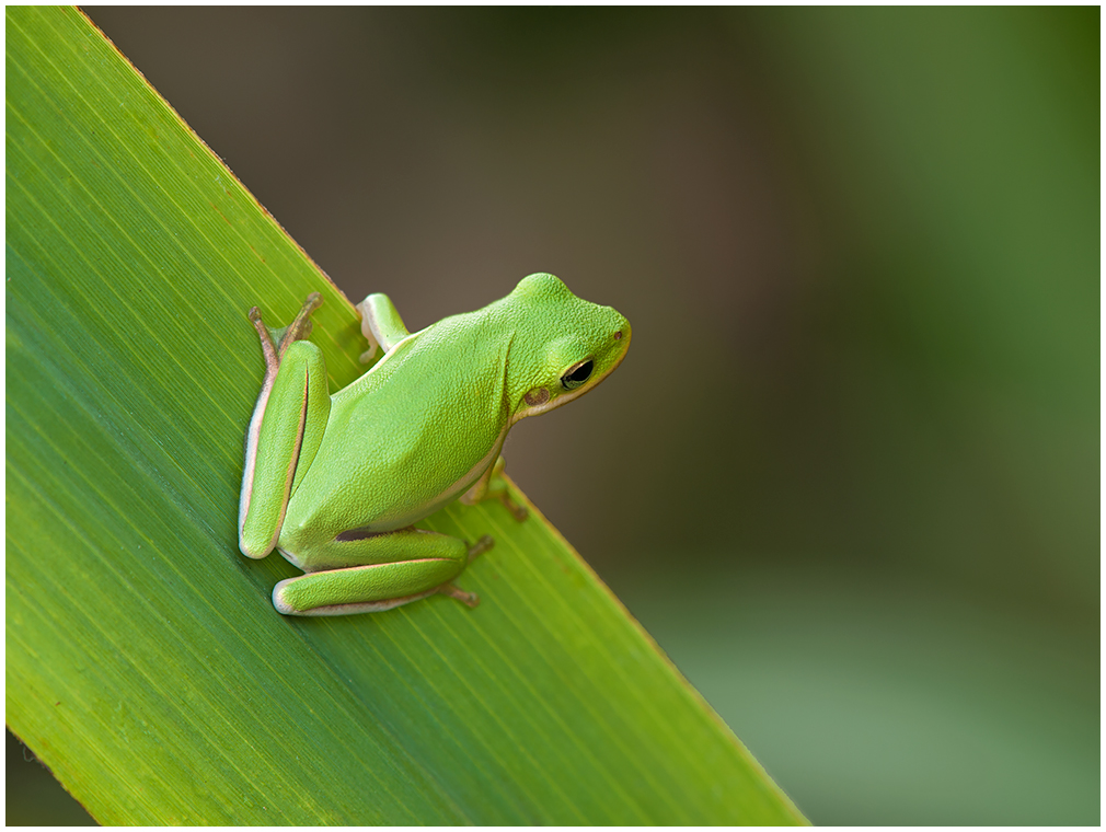 Tree Frog Leap of Faith?