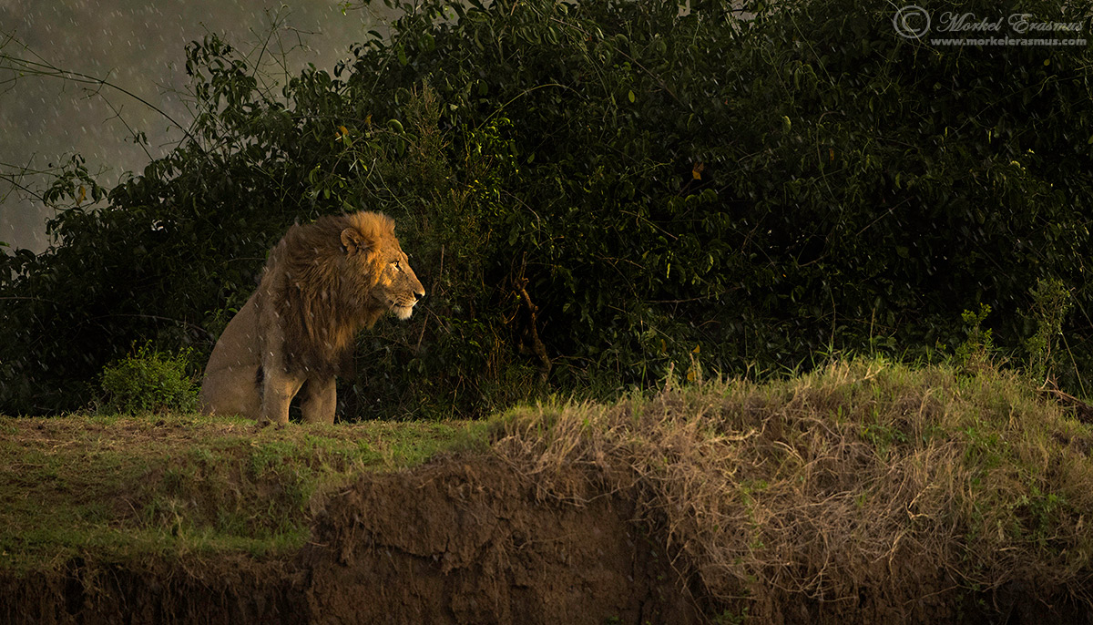 King in the Rain