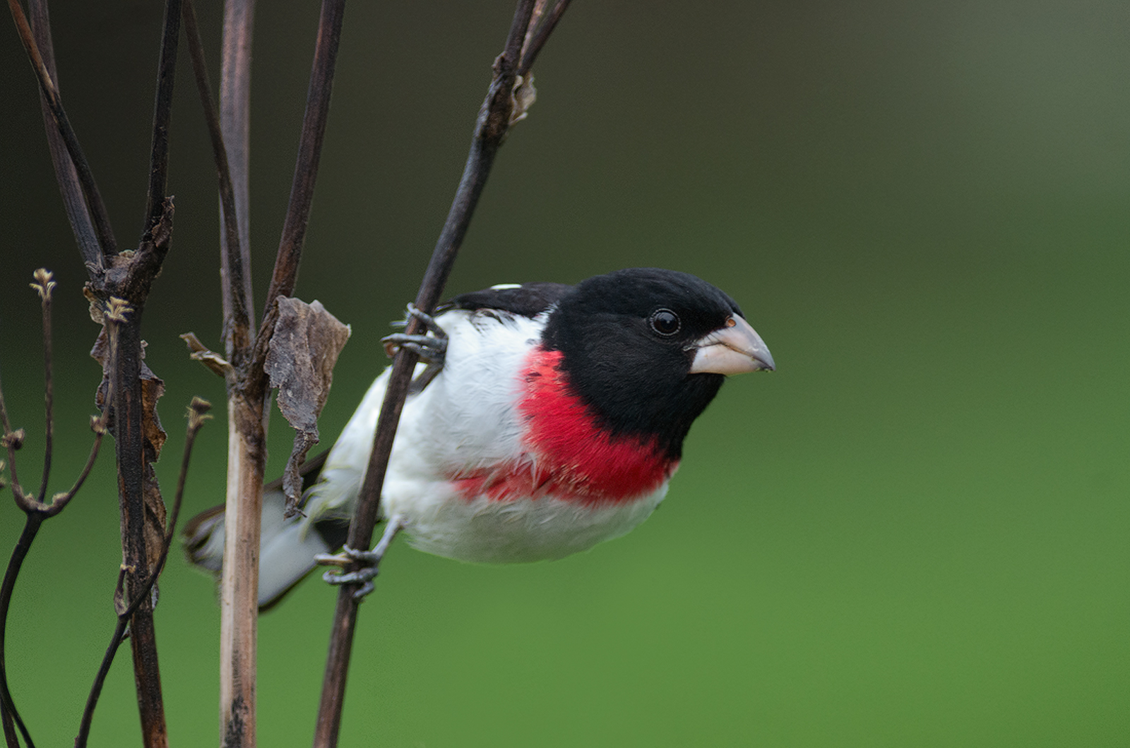 RB Grosbeak on Cup Plant