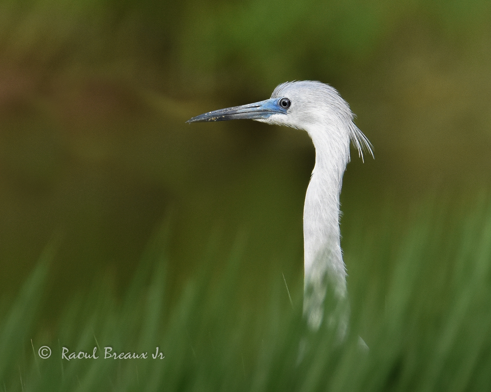 Little Blue Heron
