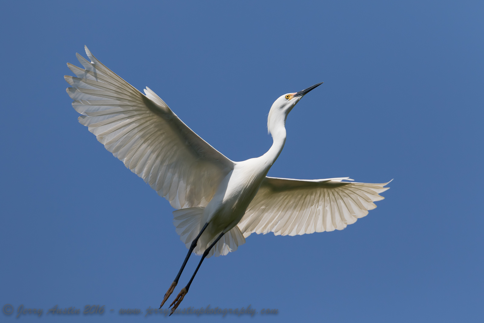 Texas Snowy Egret