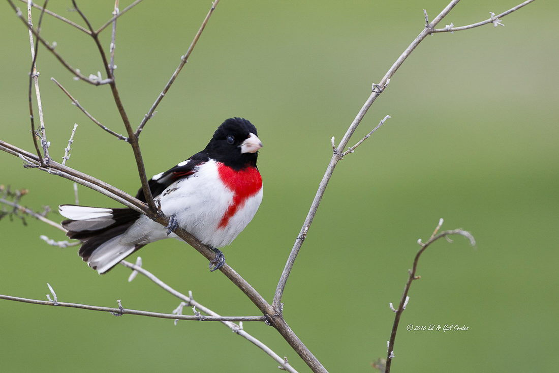 Rose Breasted Grosbeak