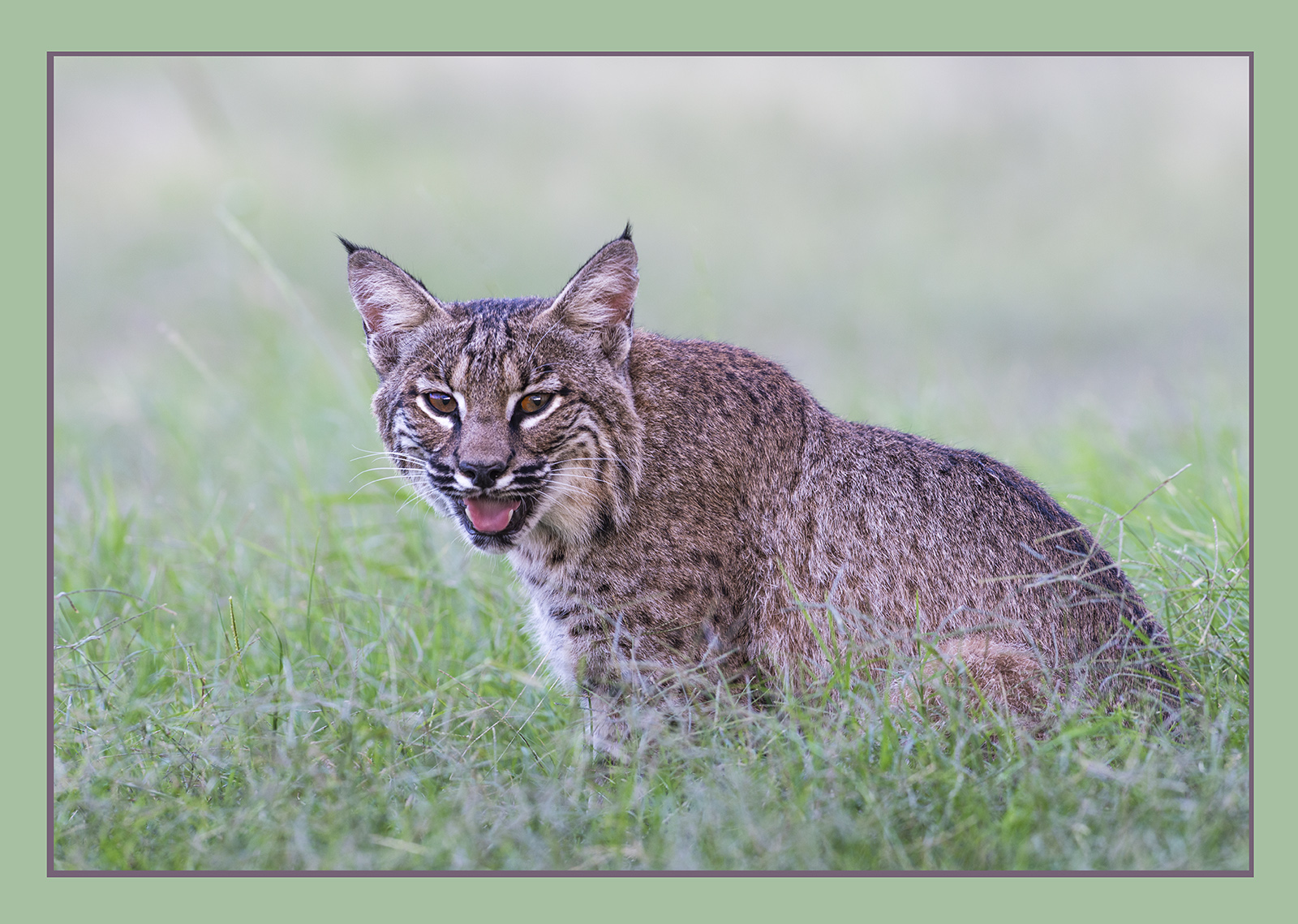 Bobcat w/ re-post