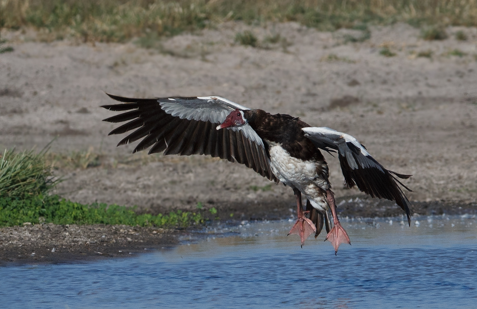 Spur Winged Goose